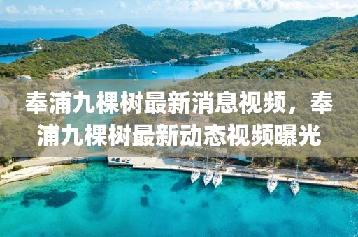 奉浦九棵樹最新消息視頻，奉浦九棵樹最新動態(tài)視頻曝光